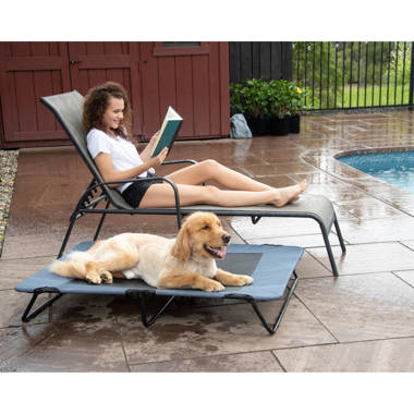 Coleman folding deals dog bed